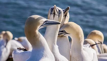 世界杯官方观看app-阿总统提醒民众：悼念马拉多纳时请遵守防疫规定