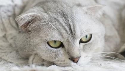 俱乐部中性名称明年统一实施 否则取消参赛资格