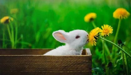 世界杯直播软件安装-乌布雷分享离开太阳的细节 表态愿在未来长留勇士